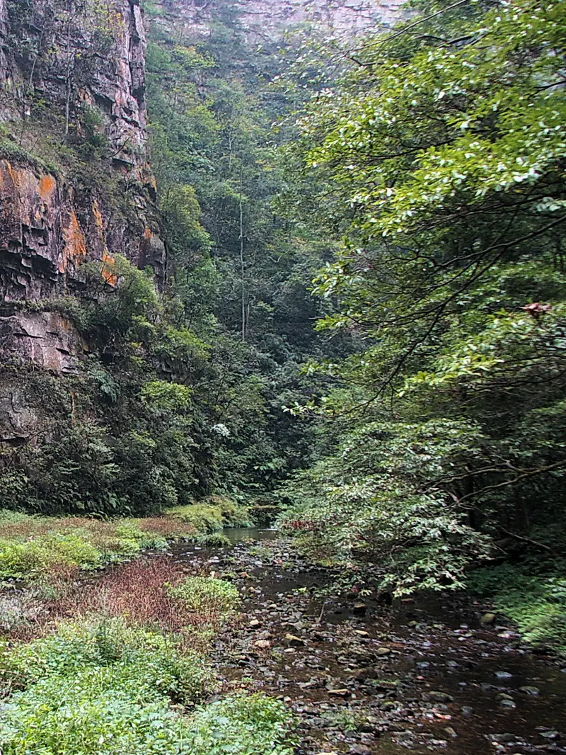 Golden Whip Stream beside a wooded rock wall