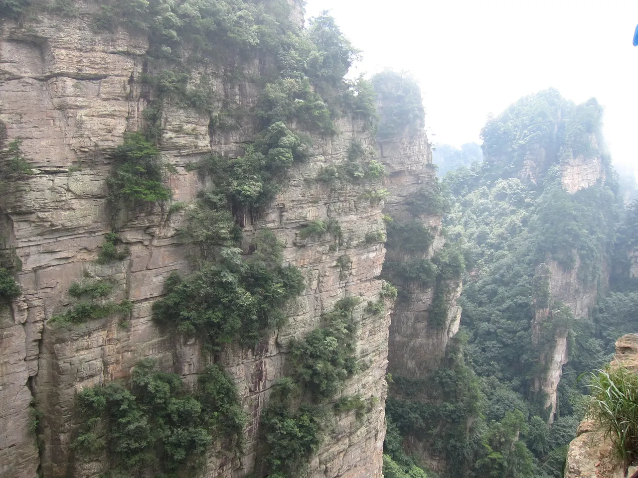 Tree-covered sandstone pillars at Yuanjiajie