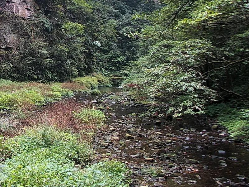 Arroyo del Látigo Dorado con lecho de piedras, árboles y una pared de arenisca